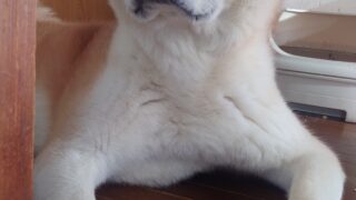 秋田犬