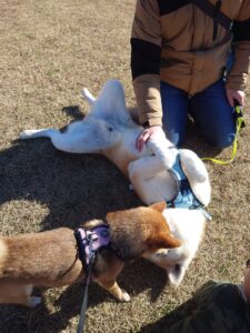 秋田犬優希、柴犬さんご