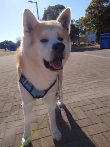 秋田犬優希、柴犬さんご